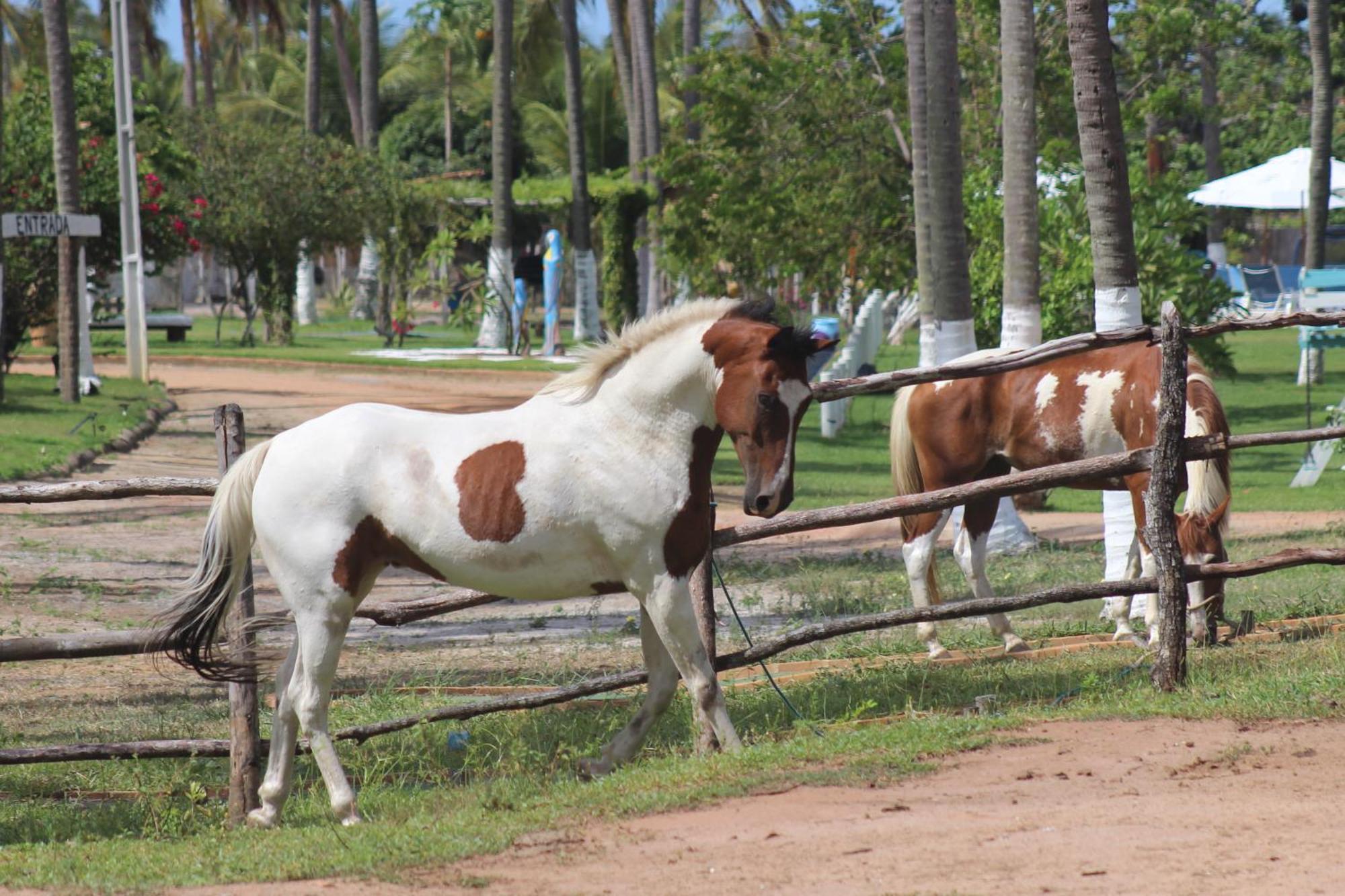 Fazenda Fiore Resort 帕里普埃拉 外观 照片